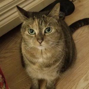 Meet your Posher, Purrl